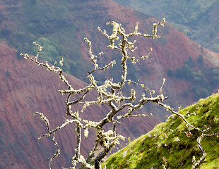 Image showing Yellow lichen on tree twigs