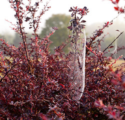 Image showing Cobweb on misty morning