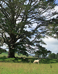 Image showing Rolling countryside in New Zealand