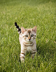 Image showing Young Bengal Kitten facing camera
