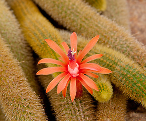 Image showing Cleistocactus Winteri flower