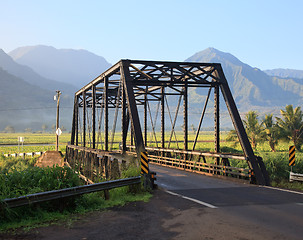 Image showing Taro plants at Hanalei Bridge