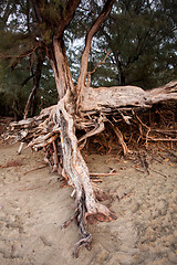 Image showing Exposed tree roots