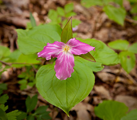 Image showing Mauve trillium in forest