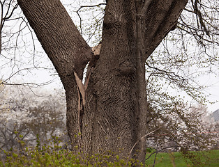 Image showing Old tree with cracked branch