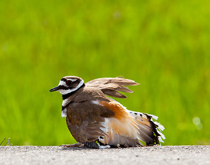 Image showing Killdeer bird warding off danger