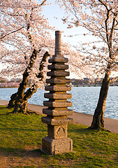 Image showing Cherry Blossom and Japanese Monument