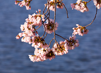 Image showing Cherry Blossom Trees by Tidal Basin