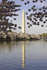 Image showing Washington Monument framed with Cherry Blossoms