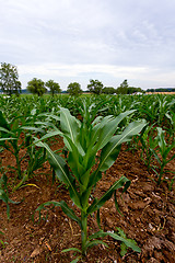 Image showing Corn plant in field of plants