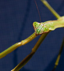 Image showing Praying Mantis head
