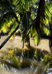 Image showing Fern leaf against the river