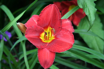 Image showing Lily with bee