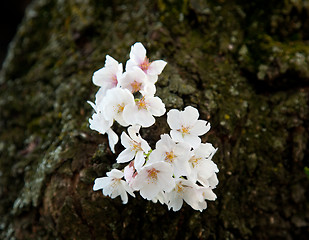 Image showing Single cherry blossom on branch