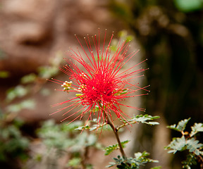 Image showing Baja Fairy Duster flower