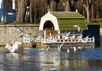 Image showing Swan on nest in Tallinn