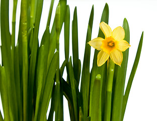 Image showing Single minature daffodil isolated