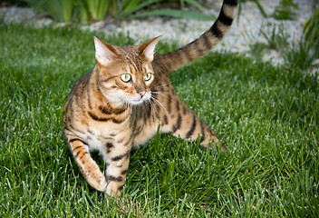 Image showing Orange Bengal cat in tense pose