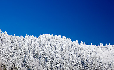 Image showing Pine trees covered in snow on skyline