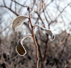 Image showing Sunlight on frosted leaves