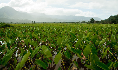 Image showing Taro plants in Hanalei valley