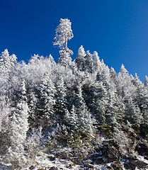 Image showing Pine trees covered in snow on skyline