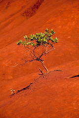 Image showing Green tree in Waimea Canyon