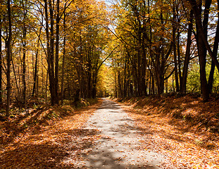 Image showing Lonely road in autumn