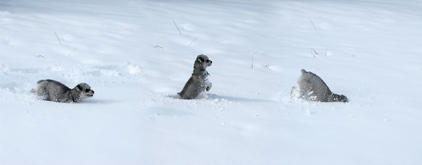 Image showing Tryptic of dog in snow