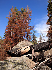 Image showing Scorched trees after forest fire