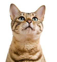 Image showing Bengal cat looking with pleading stare