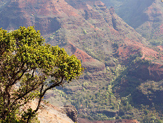 Image showing Backlit view down Waimea Canyon