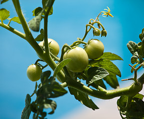 Image showing Green tomatoes on vine