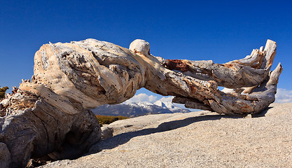 Image showing Gnarled trunk frames distant Sierra peaks