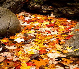 Image showing Fall leaves in river