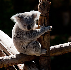 Image showing Koala Bear cuddling on a branch