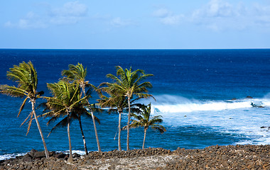 Image showing Windswept palm trees by raging ocean