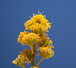 Image showing Century plants bloom in desert