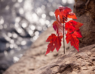 Image showing Red maple seedling by river
