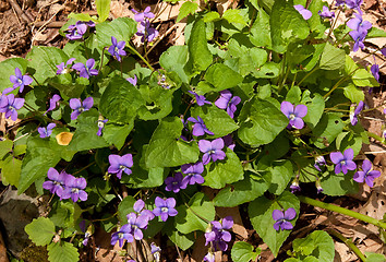 Image showing Violets growing wild in forest