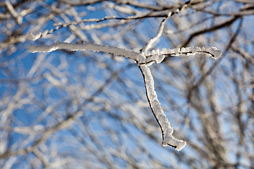 Image showing Bare trees covered in snow on skyline