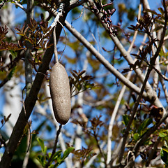 Image showing Sausage tree fruit