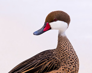 Image showing Bahama duck on sandy beach