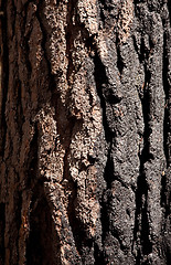 Image showing Close up of burnt tree trunk