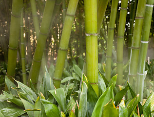 Image showing Misty bamboo stems