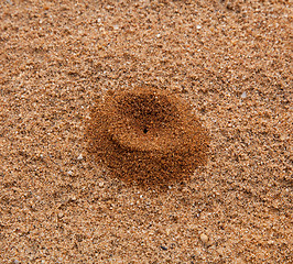 Image showing Small sand pile in desert formed by ant