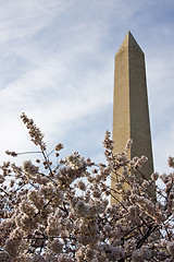 Image showing Washington Monument underpinned with Cherry Blossoms