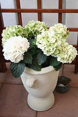 Image showing Hydrangea