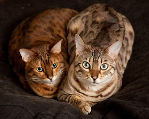 Image showing Pair of Bengal Kittens on seat