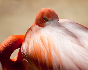 Image showing Pink Flamingo staring